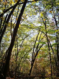 Low angle view of trees in forest