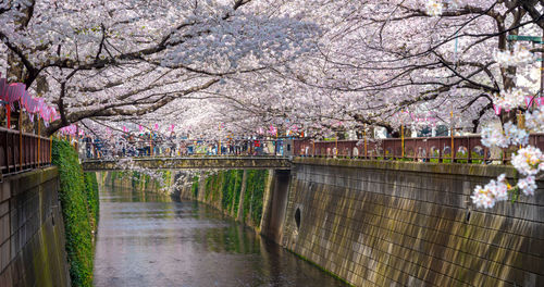View of pink flowering tree and footbridge over canal