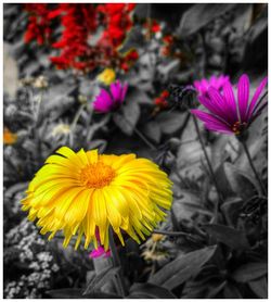 Close-up of yellow flower