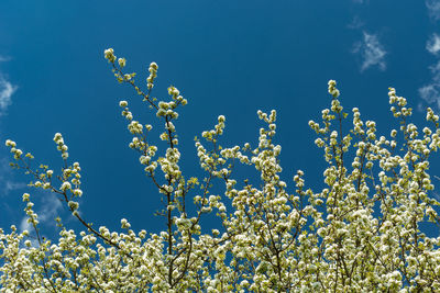 Flowering tree branches with white flowers and blue sky, spring view