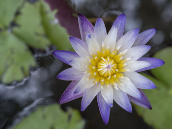 Close-up of purple and water lily