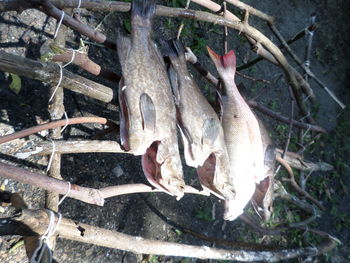 Close-up of tree trunk