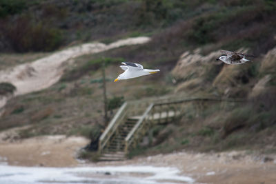 Bird flying over a land