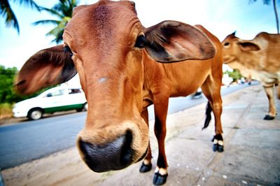 Close-up of horse