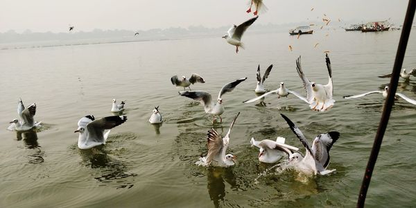 Flock of birds in lake