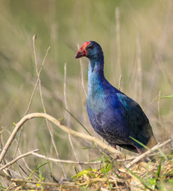 Close-up of bird perching on grass