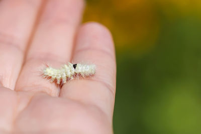 Close-up of hand holding small