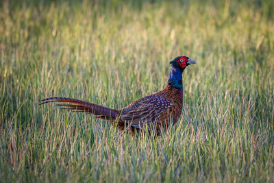 Close-up of bird on field