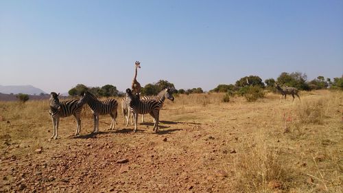 Zebra and giraffe on field against sky