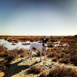 Dog standing on landscape against clear sky