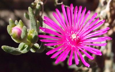 Close-up of pink flower