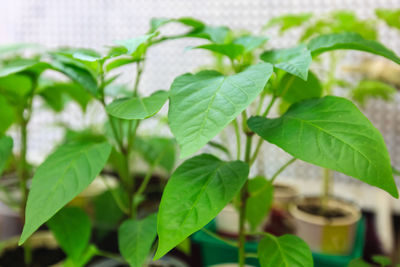 Close-up of potted plant