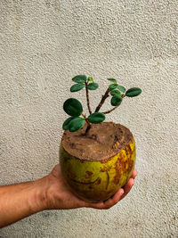 Close-up of hand holding fruit against wall