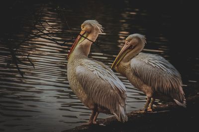 Flock of birds on the lake