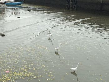 High angle view of swans swimming in lake