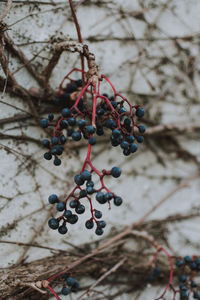 Close-up of berries growing on tree