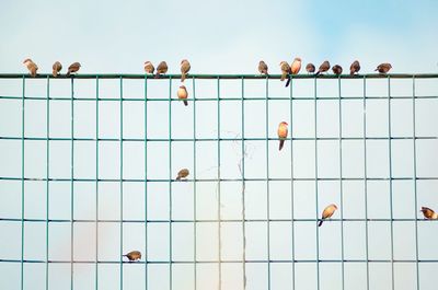 Low angle view of birds perching on metal fence