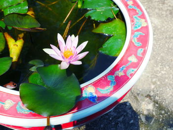 Close-up of lotus flower floating on water