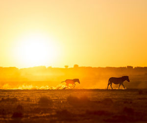 Silhouetted zebra family walk across the african sunset, with a baby zebra racing along in the dust