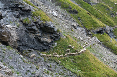 High angle view of sheep walking on mountain