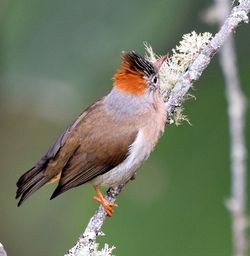 Beautiful yuhina 