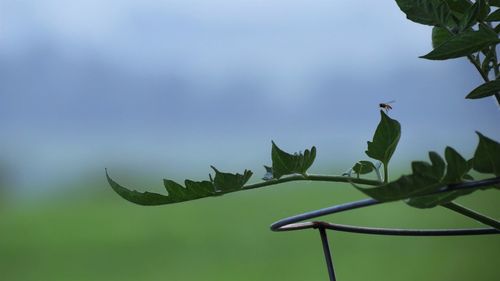 Close-up of bird on plant against sky