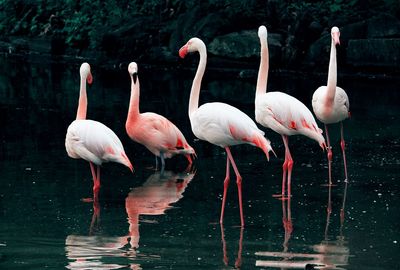 View of birds drinking water