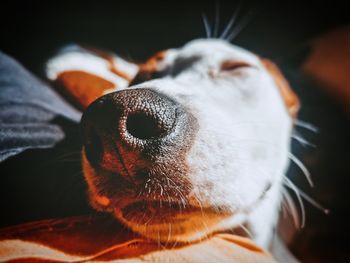 Close-up of a dog