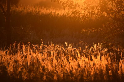 Plants growing on field during sunset