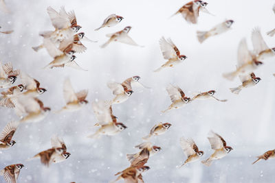 Flock of birds flying during winter