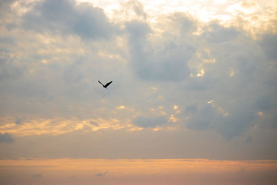 Low angle view of bird flying in sky