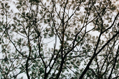 Low angle view of trees in forest against sky