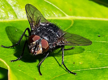 Close-up of fly on leaf