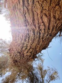 Low angle view of tree against sky