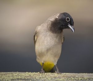 Close-up of bird