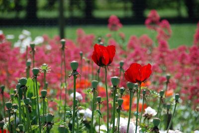 Close-up of poppy blooming in park
