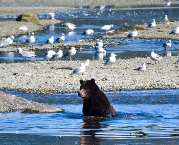 Bear and seagulls in lake