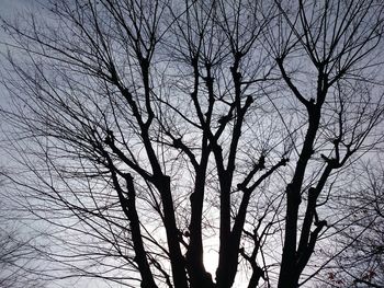 Low angle view of bare trees against sky