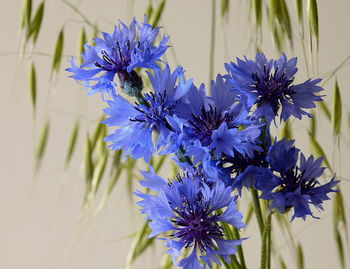 Close-up of insect on purple flowering plant