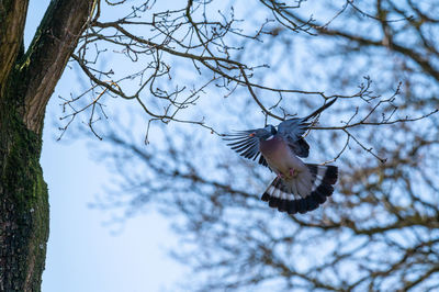 Low angle view of bird flying against the sky