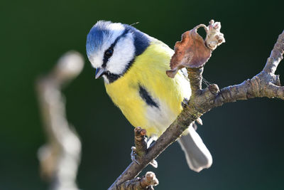 Close-up of bluetit perching on a branch