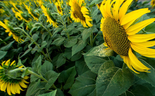 Close-up of yellow flowers