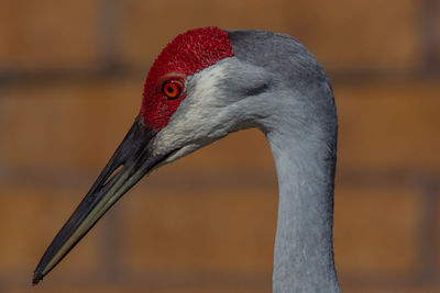 Close-up of a bird