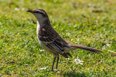 Close-up of bird perching on field