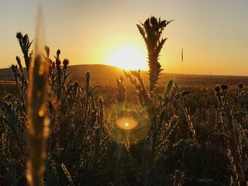 Silhouette plants on field against sky during sunset