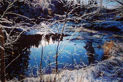 Close-up of frozen tree by lake during winter