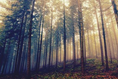 Trees in forest