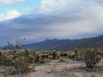 Scenic view of landscape against sky