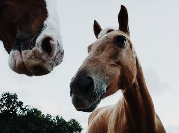 Close-up portrait of horse against sky