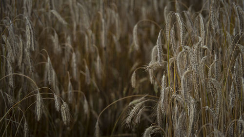 Close-up of stalks in field